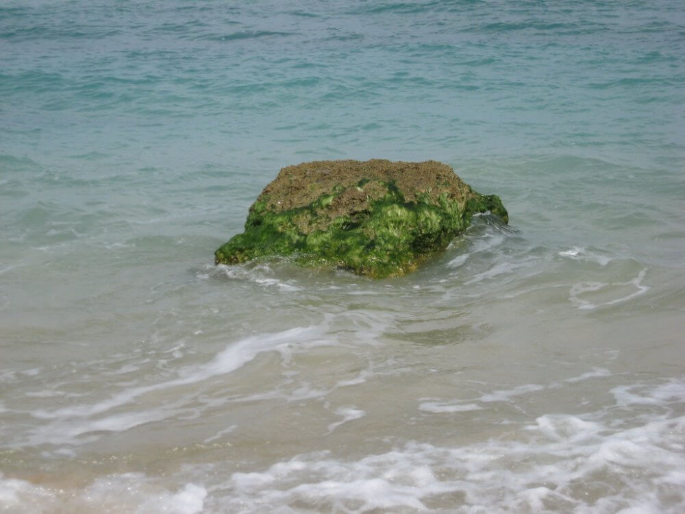 Green Stone Home for Algae