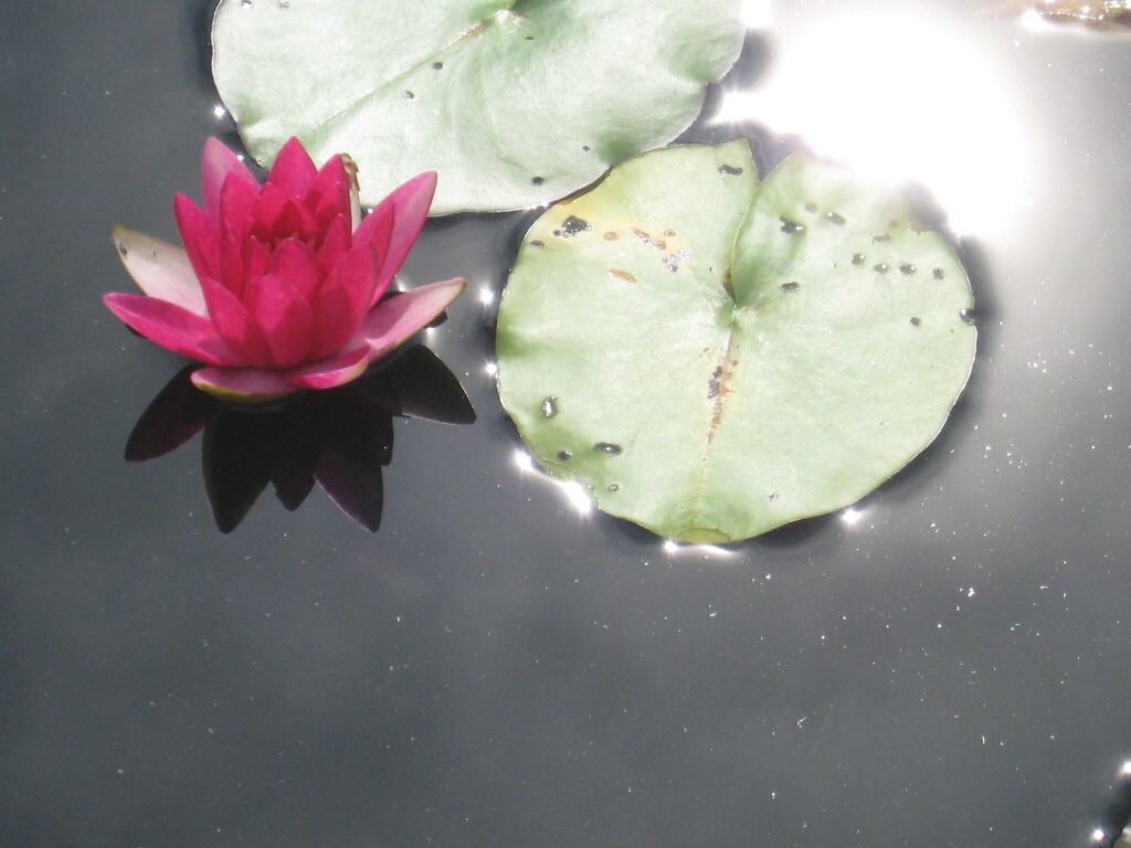 One Lotus Two Leaves