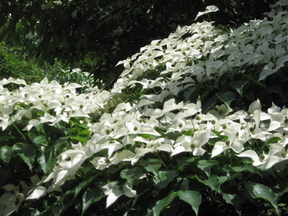 White flowers dancing in tandem