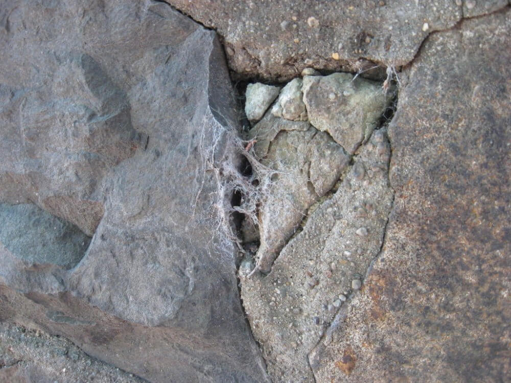 A Webbed Heart in Stone