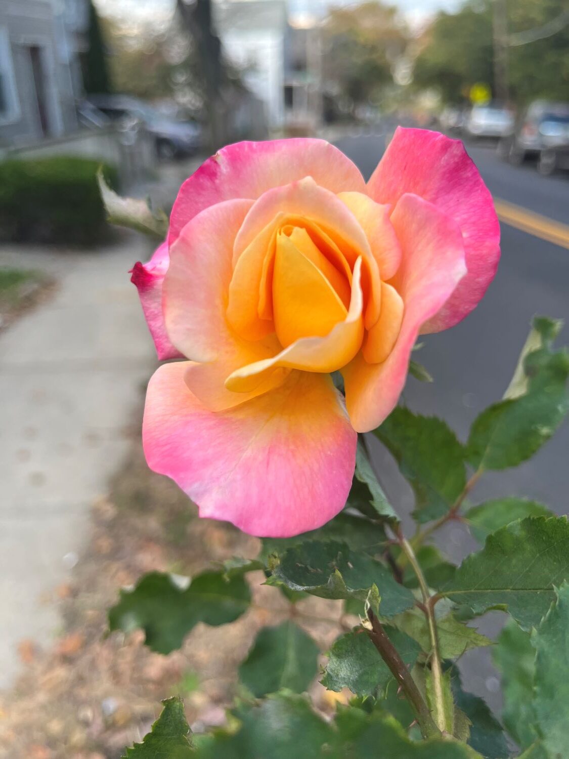 A Rose